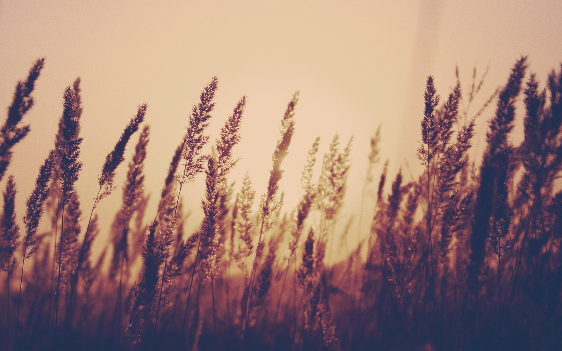 258209_pole_-zlaki_-solnce_-krasivo_-wheaty_1920x1200_(www.GdeFon.ru)